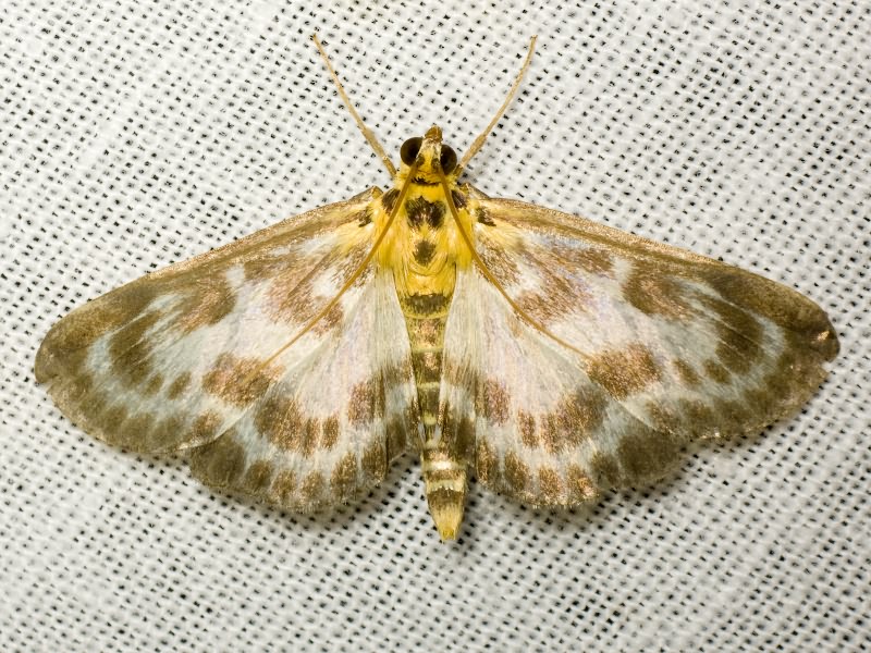 Eurrhypara hortulata (Linnaeus, 1758)